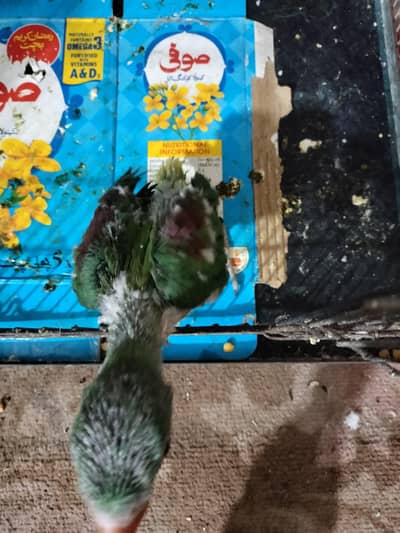 Raw parrot chicks - Baby