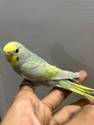 rainbow  budjies mauve dilute grey