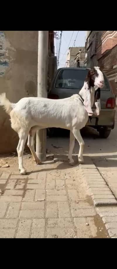 goat for sale Top blood line female