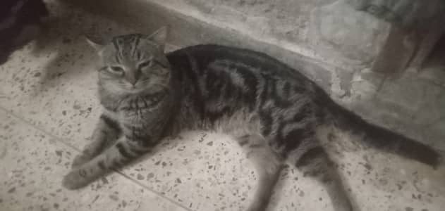 Health playful male cat friendly home birth