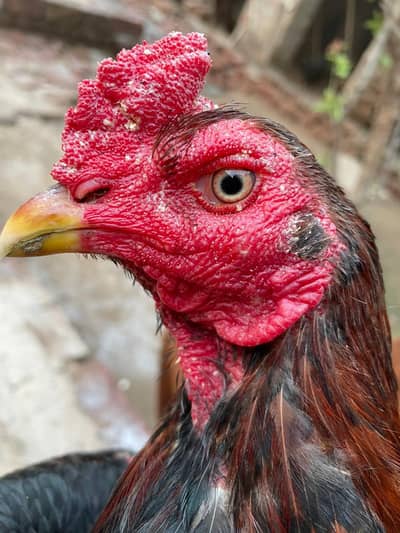 Aseel murga for urgent sale