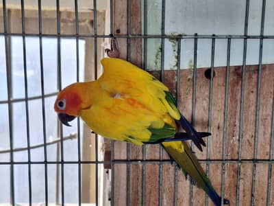 Sun conure male