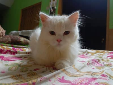 Persion cat female breeder