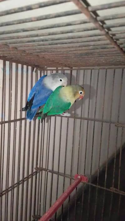 LOVE BIRDS FOR BREEDING
