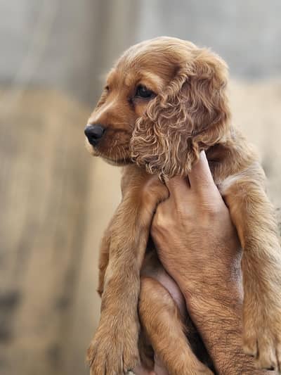cocker spaniel female