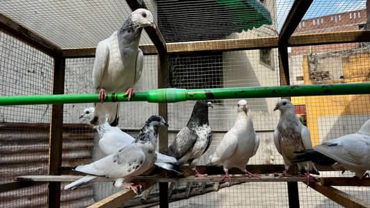 pigeons for sale