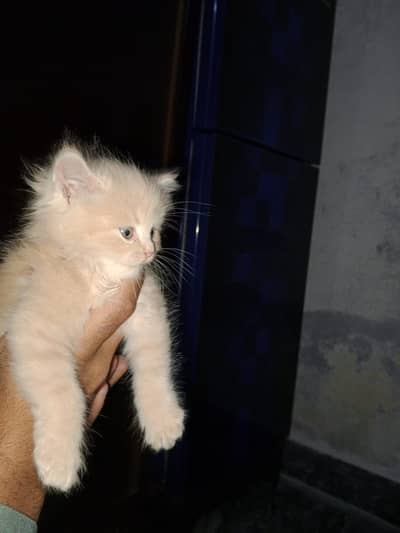 Persian Kitten for sale in reasonable price