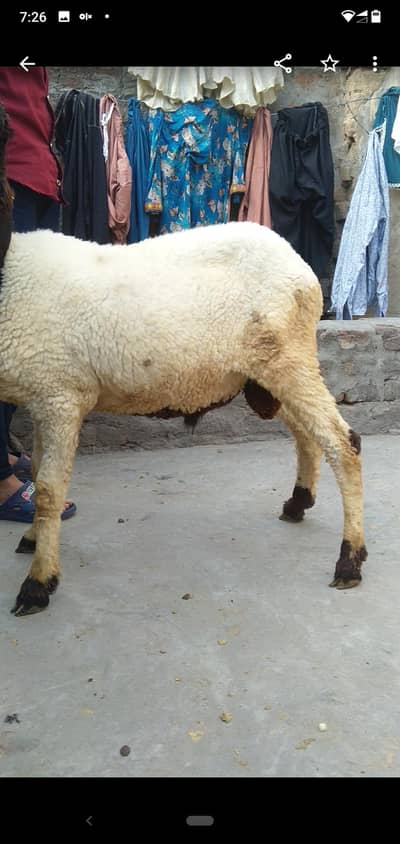 sheep mundra chatra