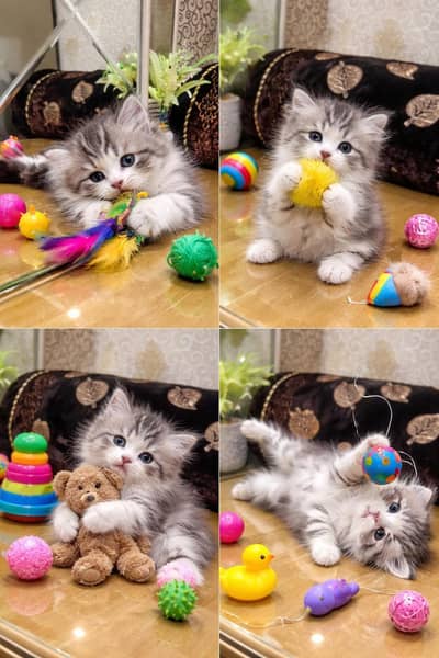 Persian Kittens Available for Sale – Healthy & Active | COD Available