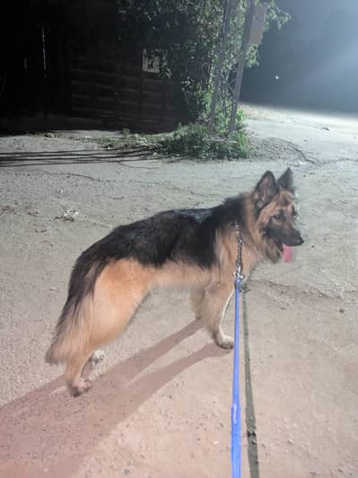 German Shepherd (Long Coat) Male for Sale  03126007317