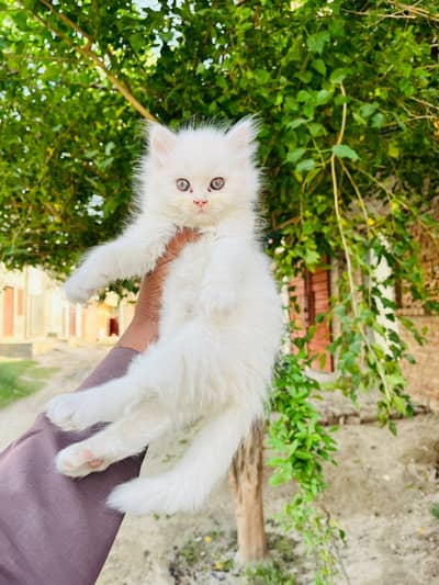 PERSIAN CATS KITTENS AVAILABLE FOR SALE