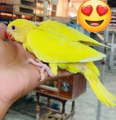 Yellow Parrot Male Chick For Sale  03336610040