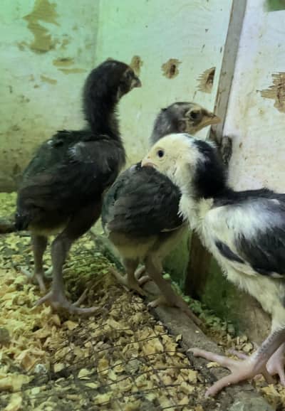 Aseel Chicks | Mianwali Aseel Chicks | White | Black | Male | Female