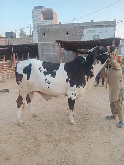 4 dant gulabi bachra