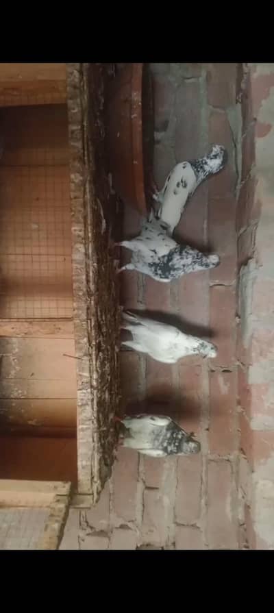 two pairs betara 35 Wala