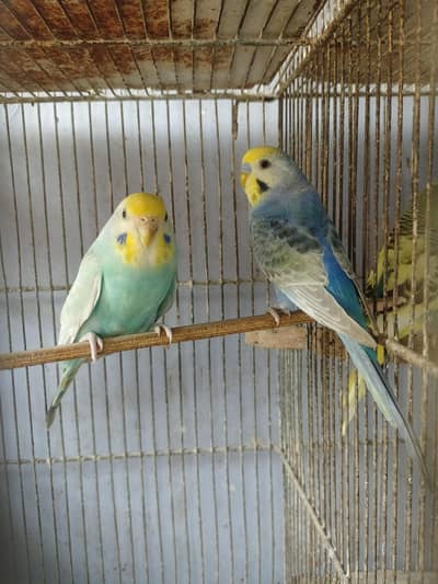 Budgies Rainbow