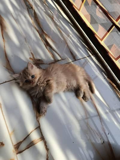 kitten available