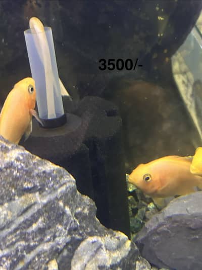 Exotic Betta, Parrot cichlids for sale!