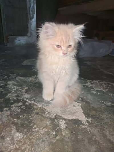 Persian cats for sale per piece 2000