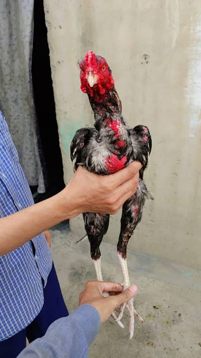 That cross Gamer patthay for sale