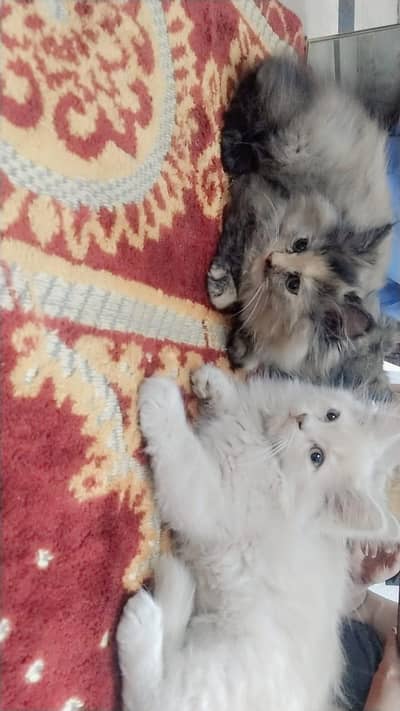 Persian Triple coat Punch Face