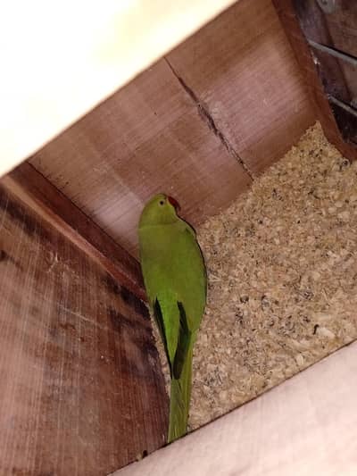 Green Ringneck Pair