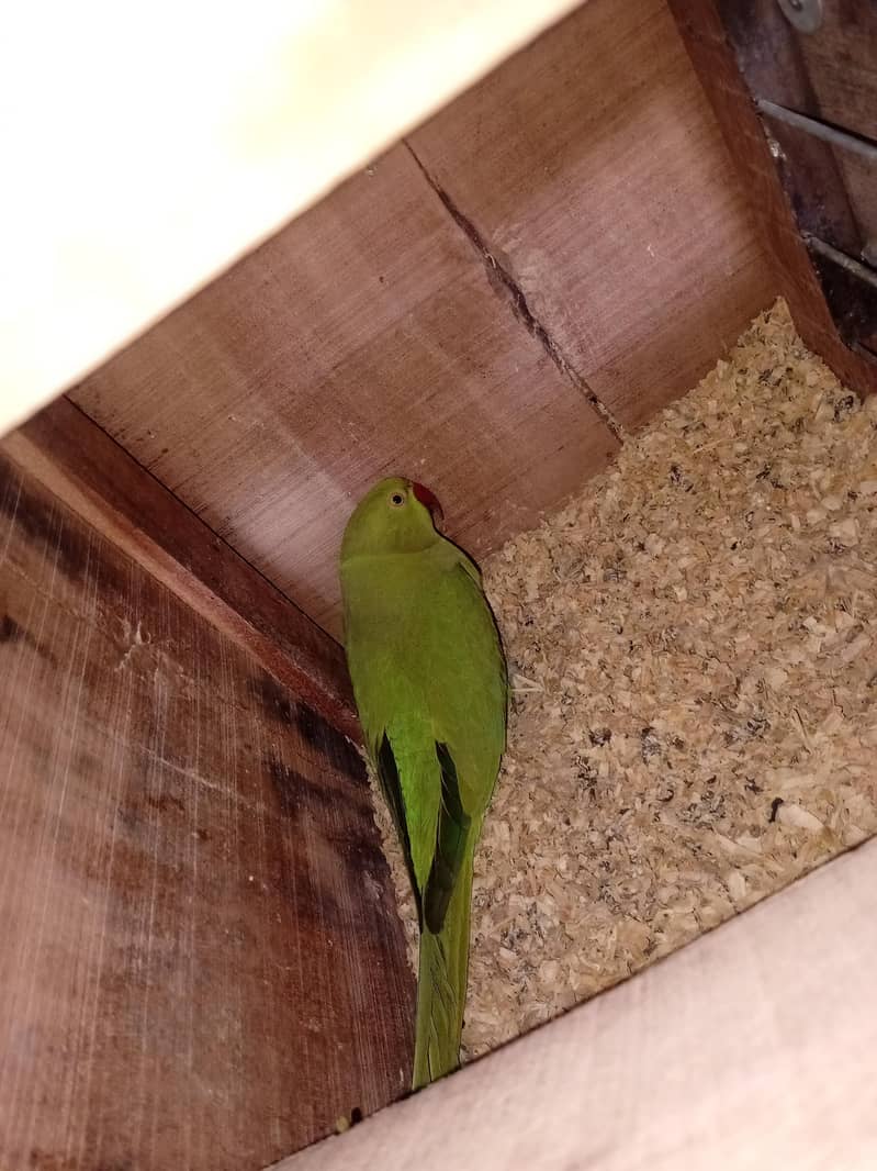 Green Ringneck Pair 0