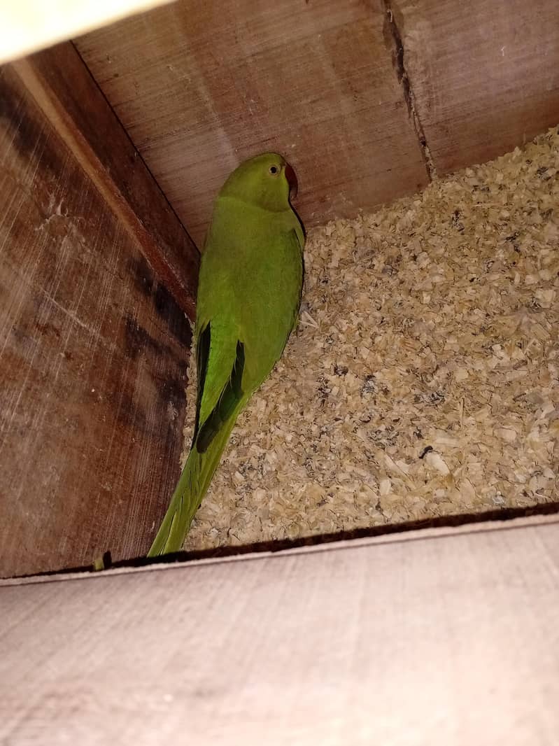 Green Ringneck Pair 1