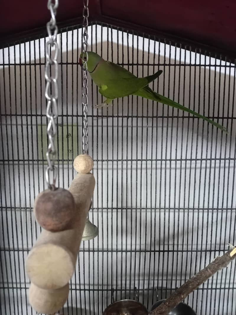 Green Ringneck Pair 2