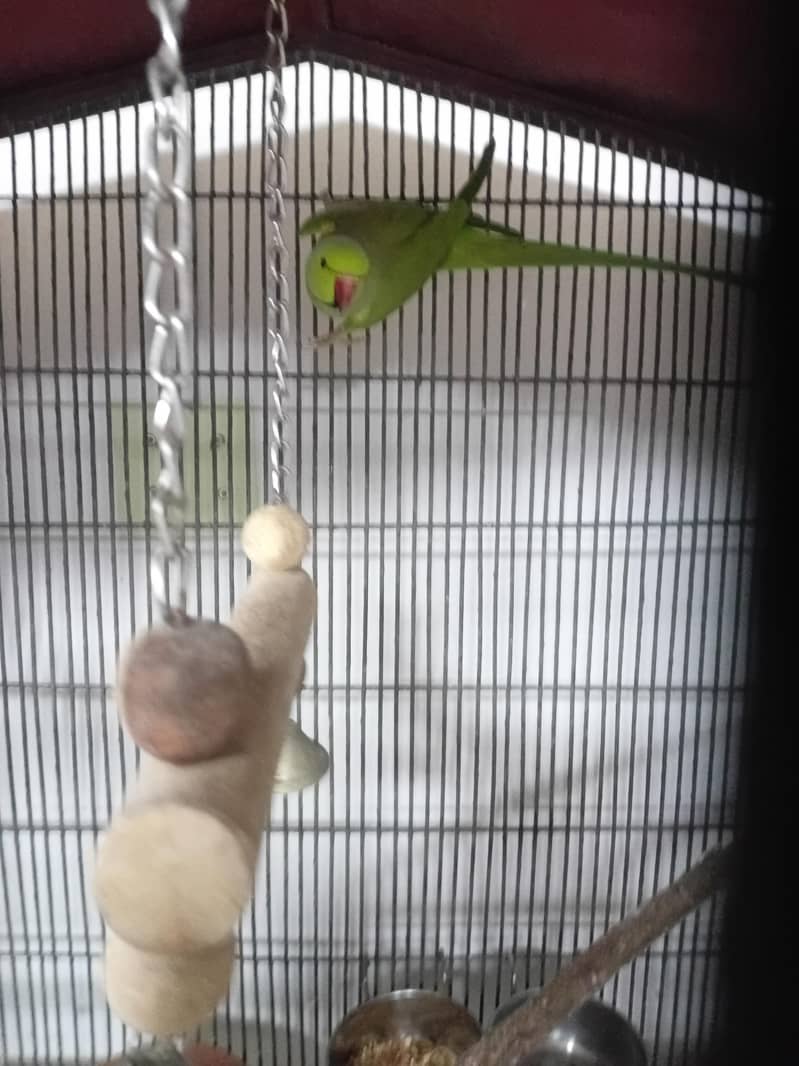 Green Ringneck Pair 3