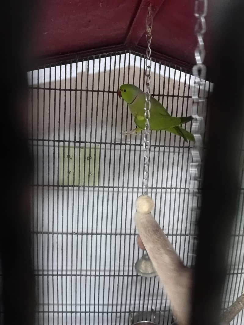 Green Ringneck Pair 4