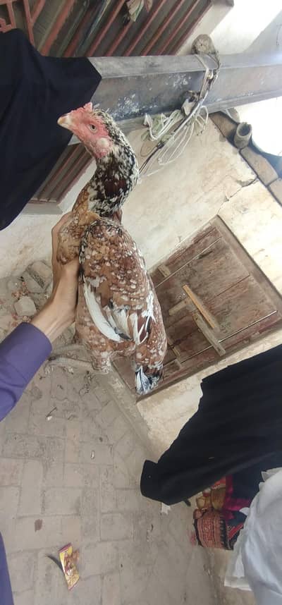 aseel mianwali cheeni mashallah exchange possible