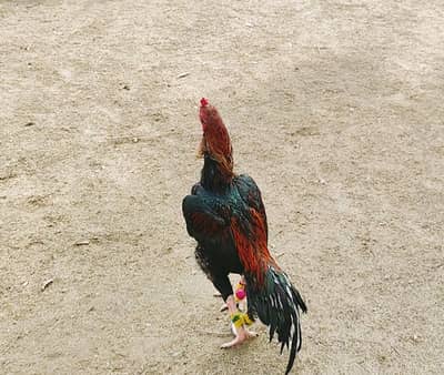 High quality Nawabi aseel whts app 03141575763