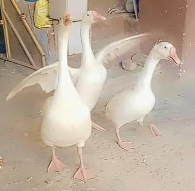 Ducks long neck