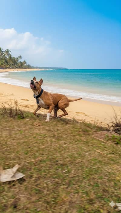 dog 03335823124 what's up namber