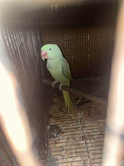 Raw parrot for sale playful healthy age almost 13months (tamed)