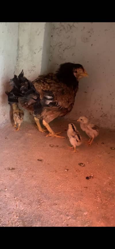 Pure Pakistani Aseel’s