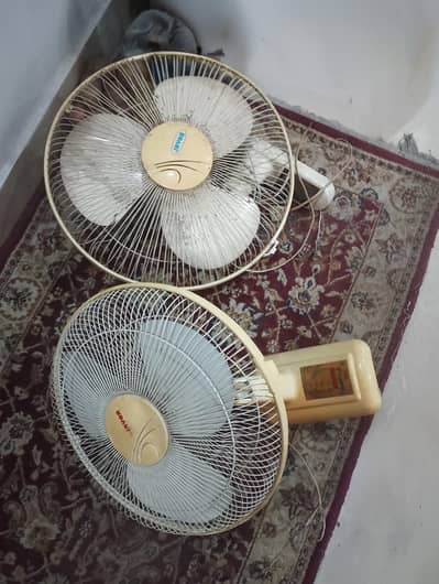 two royal fan in  copper