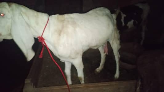 Rajan pori Bakri for sale