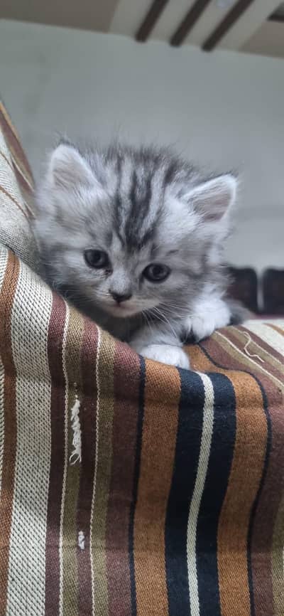 CASH ON DELIVERY kittens punch face triple coated