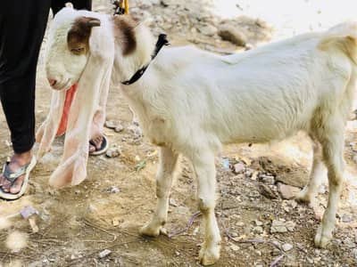 Gulabi male female  top quality breed