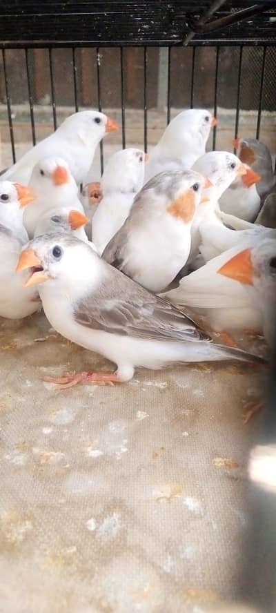 penguin and snow white finch