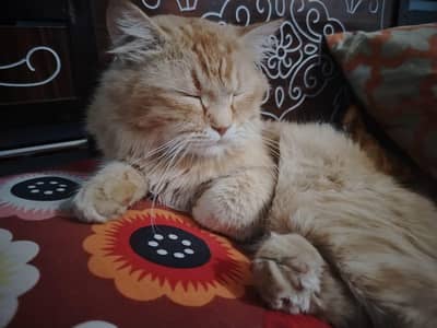 agar Kisi ke pass city Corolla swift automatic duplicate file hai tou