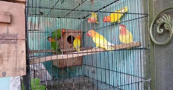 love birds breeder pair