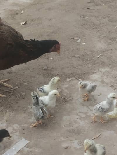 pure assel chicks for sale