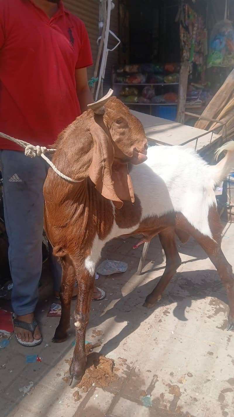 2 danth bakra 0