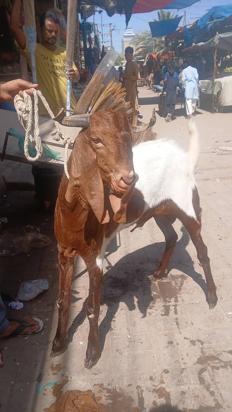 2 danth bakra 1