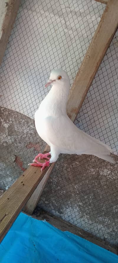 Breedar male 3016107543