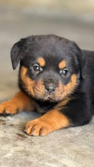 rottweiler female puppy