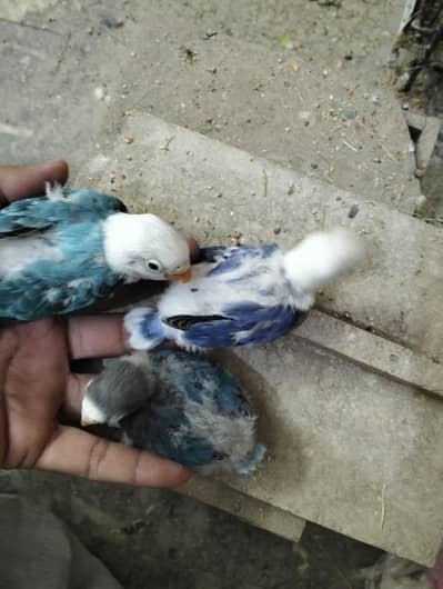 LOVEBIRDS BREEDER PAIRS WITH EGGS AND CHICKS.